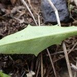 Scorzoneroides helvetica Leaf