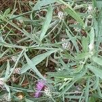 Centaurea stoebe पत्ता