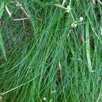 Festuca flavescens Hoja