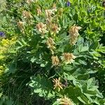 Astragalus frigidus Habitus