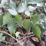 Ipomoea cordatotriloba Blad