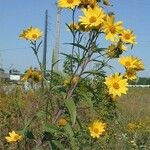 Helianthus grosseserratus Blomst