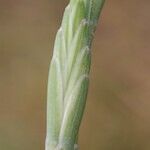 Elytrigia obtusiflora Blodyn