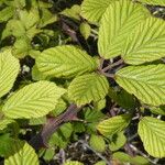Rubus ulmifolius Feuille