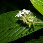 Arachnothryx chaconii Leaf