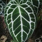 Anthurium crystallinum List