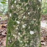 Carpinus caroliniana പുറംതൊലി