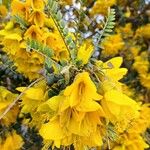 Sophora denudata Blomst