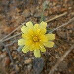 Malacothrix fendleri Flower