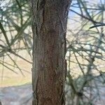 Sciadopitys verticillata Ekosanga