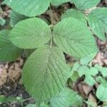 Rubus nigricans Blatt