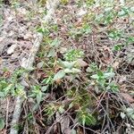 Helianthemum marifolium Blad