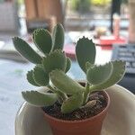 Cotyledon tomentosa Hoja
