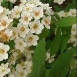 Spiraea × vanhouttei Õis