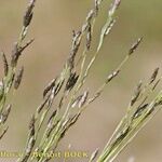 Eragrostis pilosa Other