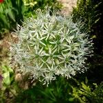 Allium cepa Kwiat