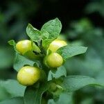 Dasistoma macrophylla Flower