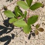 Fragaria virginiana Hábito