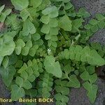 Sonchus radicatus Habitus