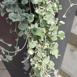 Dichondra argentea Συνήθη χαρακτηριστικά