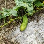 Cucumis sativus Плід