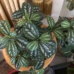 Pilea cadierei Blatt