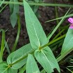 Lythrum salicaria Foglia