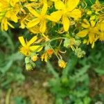 Hypericum hirsutum Fleur