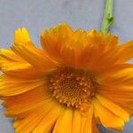 Calendula stellata Blomst