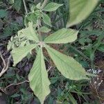 Cleome spinosa Leaf