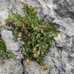 Potentilla caulescens Elinympäristö