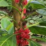 Pavonia cauliflora Flower