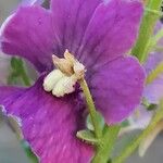 Mimulus ringens Flower