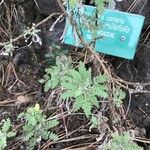 Descurainia millefolia 葉