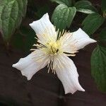 Clematis lasiantha 花