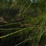 Casuarina glauca Levél