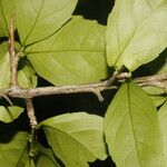 Casearia aculeata Φύλλο