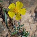 Fumana viridis Flower