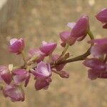 Polystachya concreta Floro