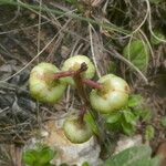 Pyrola chlorantha Flower