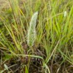 Polypogon monspeliensis Floare