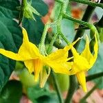 Solanum pimpinellifolium Λουλούδι