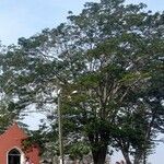 Anadenanthera colubrina ഇല
