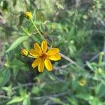 Aspilia mossambicensis Flower