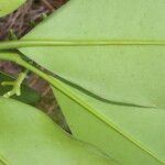 Clusia valerii Leaf