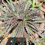 Dyckia encholirioides Hoja