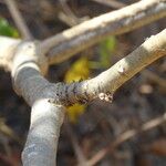 Jatropha gossypiifolia Bark