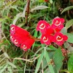 Kohleria spicata Цвят