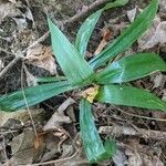 Carex plantaginea Leaf