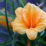 Hemerocallis lilioasphodelusFlower